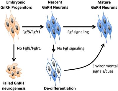 The initiation and maintenance of gonadotropin-releasing hormone neuron identity in congenital hypogonadotropic hypogonadism